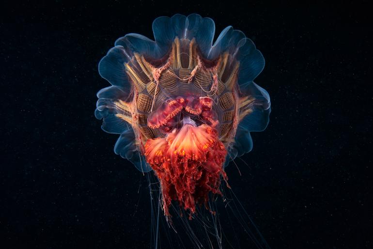Sony World Photography Awards: Die besten Fotos der Shortlist