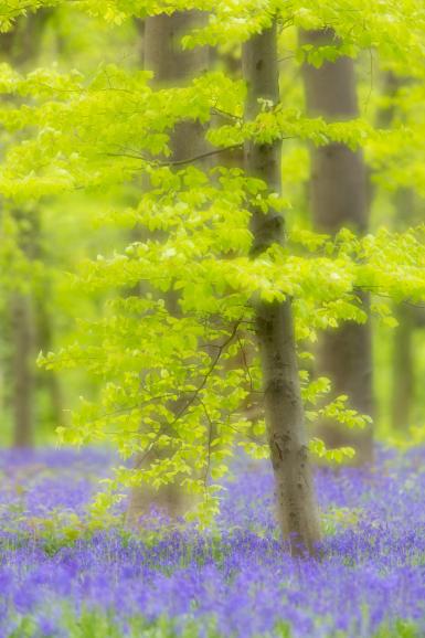 Verträumte Waldfotografie: Canon EOS 5D Mark III, 420mm (300mm + 1.4x Telekonverter), Belichtungszeit 1/100s, ISO 200