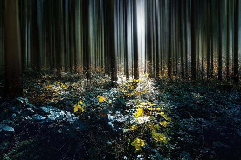 Mittels multipler Belichtungen und des Bewegungsunschärfe-Filters in Photoshop wandeln Sie eine Waldaufnahme ganz einfach in ein zauberhaftes Kunstwerk um.