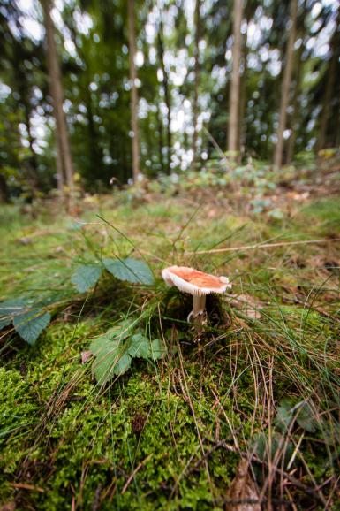 Makrofotografie: Die Natur im Detail