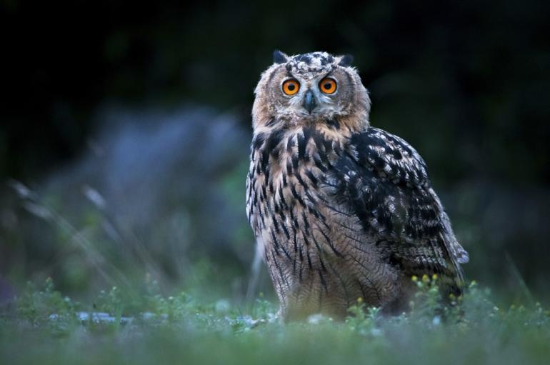 Uhu in der Dämmerung: Nikon D300, 600mm, Belichtungszeit 1/50s, F/5, ISO 1600.