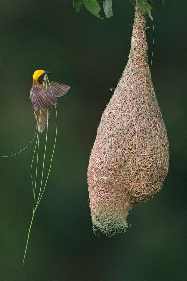 Naturfotografie von Ingo Arndt