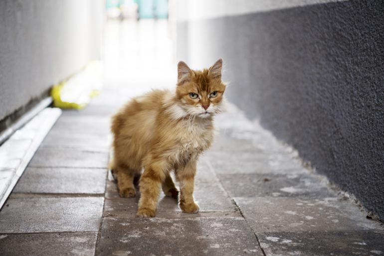 Die Aufnahme der Katze entstand in einem schattigen Gang im Gegenlicht. Die feinen Haare werden vom FX-Sensor sehr sauber eingefangen. Fotografiert wurde im RAW-Format bei f/2,8, 70mm und ISO 200 aus der Hand. 