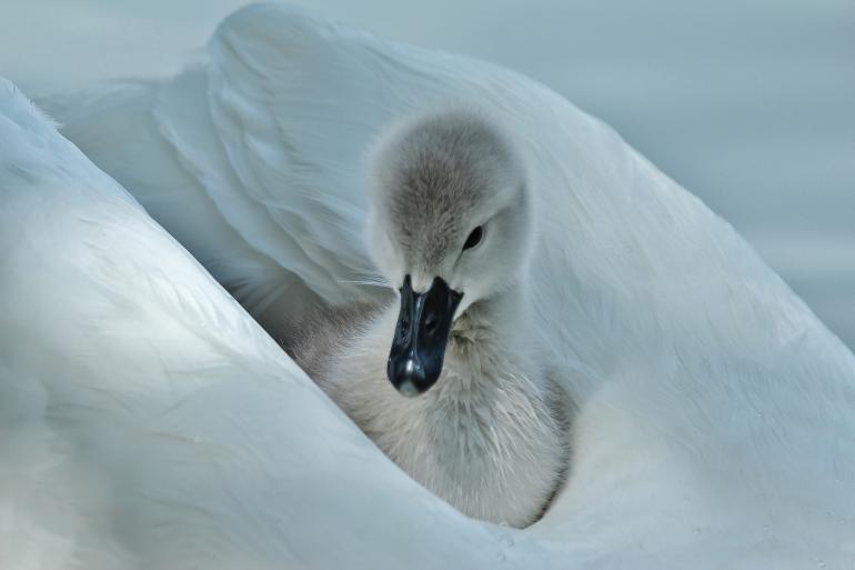 Canon, 275mm, ISO 200, Belichtungszeit 1/400s, F/6.3