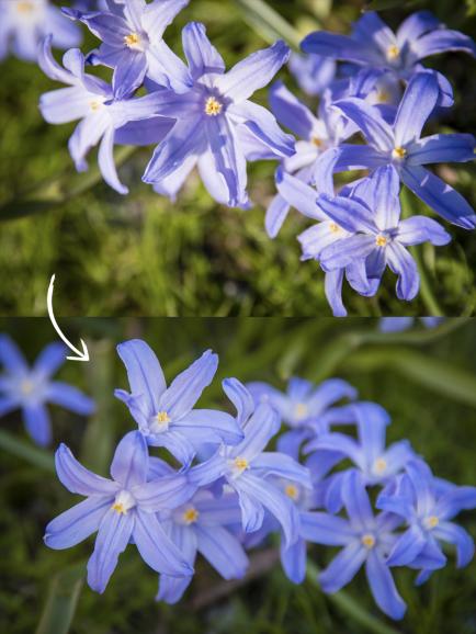 Zu starker Sonneneinfall (oben) auf das Motiv sollte vermieden werden. Mit einer Nikon D750, 70mm, bei Blende F/5,6, ISO 100 und einer Belichtungszeit von 1/250s wurden hier die Blumen abgelichtet.