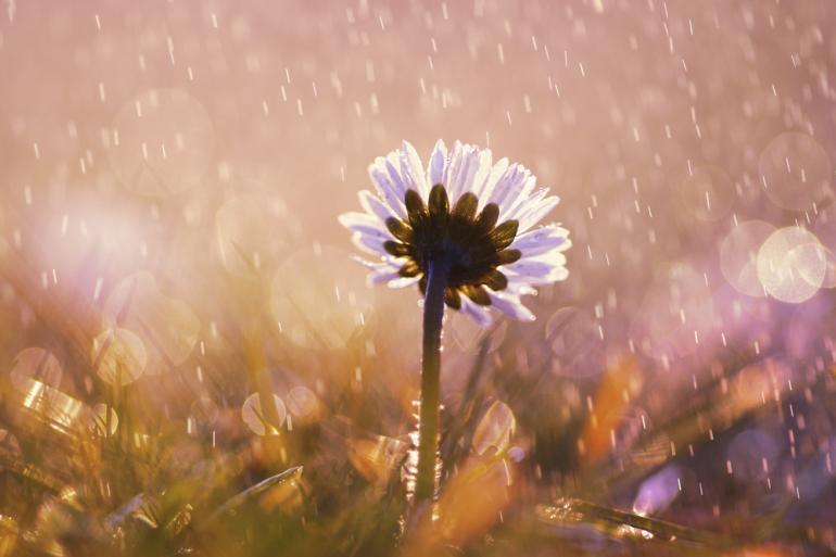 Sprühregen und Bokeh-Effekt sorgen für eine verträumte Komposition. Das Bild entstand mit einer Sony SLT-A58, 100mm, bei Blende F/2,8, ISO 100 und einer Belichtungszeit von 1/500s.