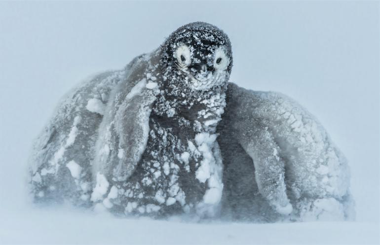 Platz 1: Im Schneesturm