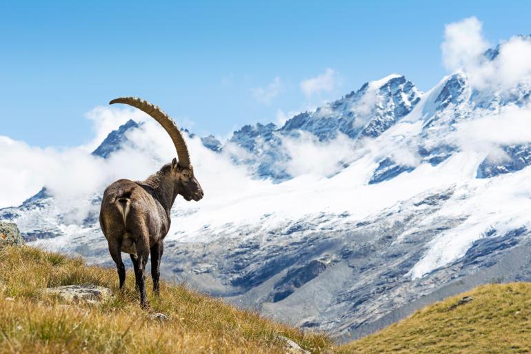 Gran Paradiso