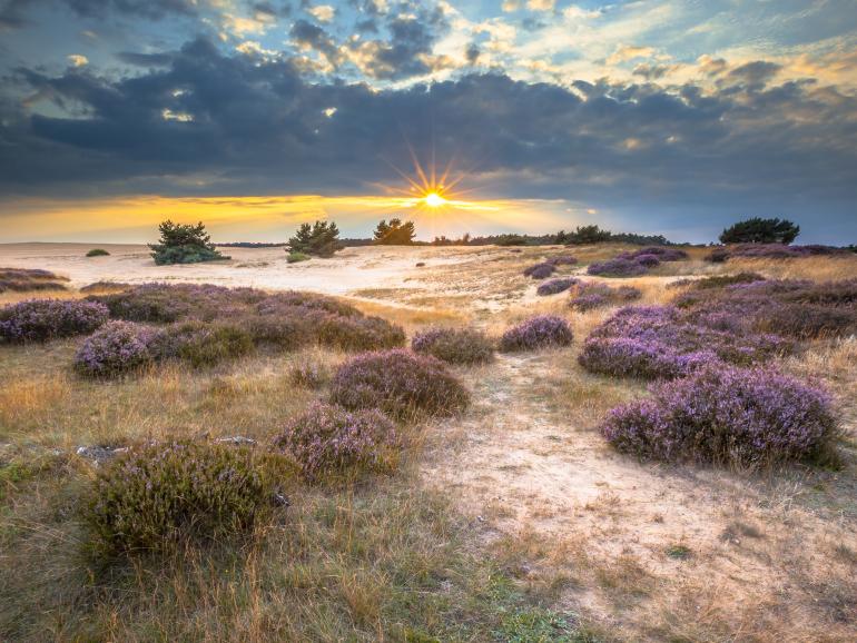 Hoge Veluwe