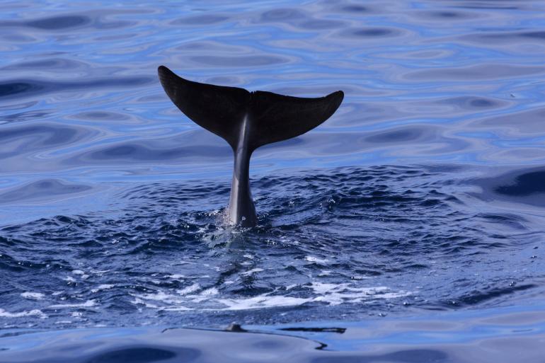 Fotoreise für Naturfotografen: "Wale und Delfine in der Straße von Gibraltar"