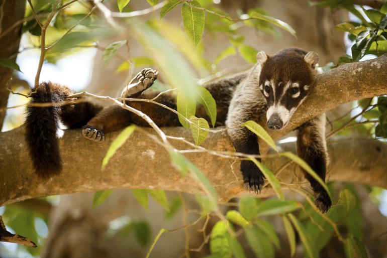 Hoch oben in den Bäumen lässt sich die Hitze Costa Ricas für Faultiere und Nasenbären wohl besser aushalten. Für Kevin Winterhoffs Teleobjektiv zum
Glück kein Problem! 