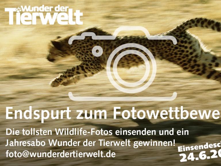 Fotowettbewerb: Ihre schönsten Tiermotive