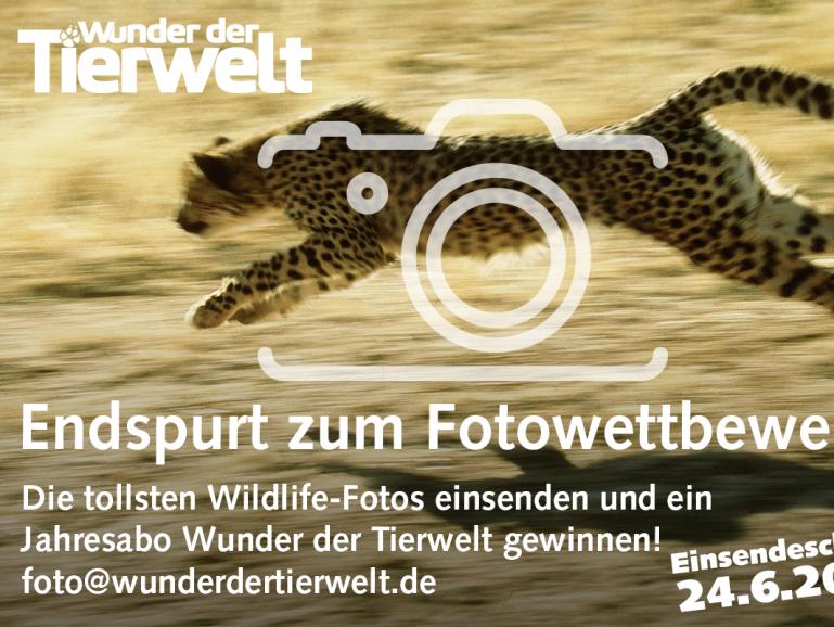 Fotowettbewerb: Ihre schönsten Tiermotive