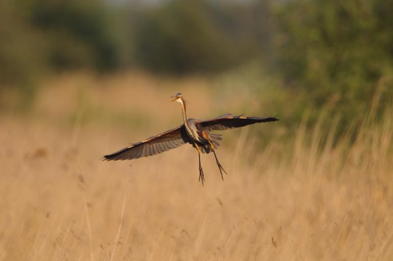 Dieses Naturfoto entstand mit einer Nikon D300 mit 1000mm Brennweite, 1/640s Belichtungszeit, bei Blende F/7,1 und ISO 400.