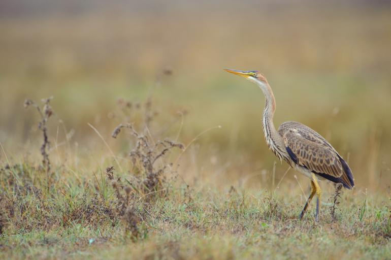 Abgelichtet wurde dieses Foto mit der Nikon D3 bei einer Brennweite von 850mm, einer Belichtungszeit von 1/400s, Blende F/7,1 und ISO 1000.