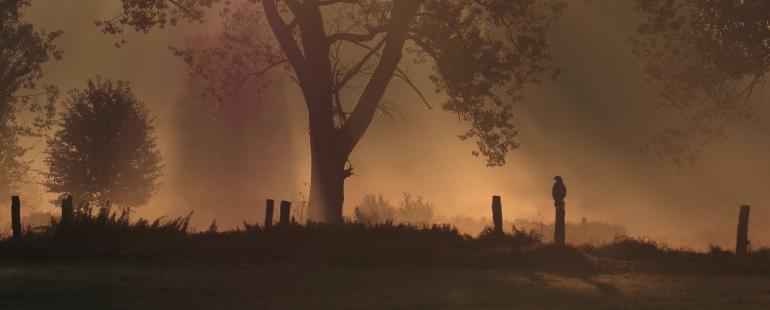 Platz 10: Ansitz im Nebel