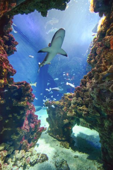 Dieses Foto entstand tatsächlich nicht wie bei der Fotografin üblich
unter Wasser, sondern wurde im Ozeanographischen Museum in Monaco
aufgenommen. Hier gibt es neben Haien auch ein lebendes Riff zu bestaunen.