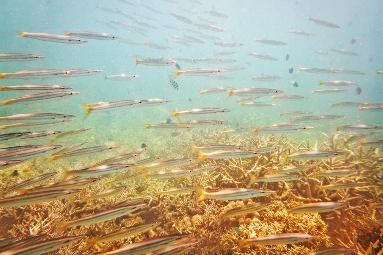 Am Great Barrier Reef vor Australien zeigt sich die bunte Vielfalt des Meeres. Hier gibt es unendlich viele Motive für Unterwasserfotografen. In
diesem Fall: ein reisender Schwarm nah am Korallenriff lebender Fische.