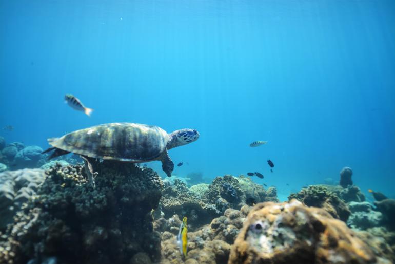 Im glasklaren Wasser der Fesdhoo Island auf den Malediven gibt es
diverse Meeresbewohner zu bewundern – von bunten Fischen bis hin zu
friedlichen Schildkröten. 