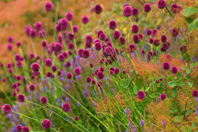 Pflanzenfotografie im Detail: Kugelköpfiger
Lauch zusammen mit einem Perückenstrauch. Aufgenommen im Scampston Walled Garden in Nordengland. Gestaltet vom Landschaftsgärtner Piet Oudolf. Fotografiert von Richard Bloom. 