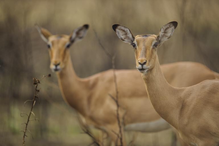 Nikon D3 | 500mm | 1/500 s | F/4 | ISO 200