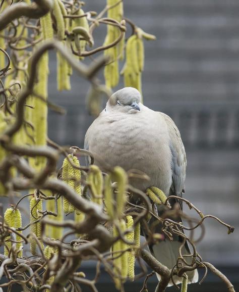 Technische Daten: Sony, 105mmm ISO 500, 1/200s, F/5.6