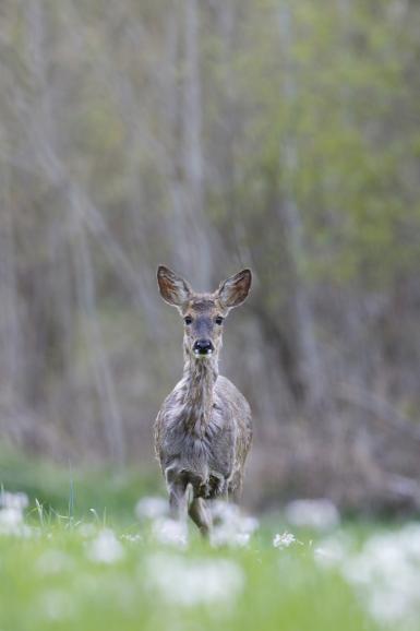 Technische Daten: Canon EOS 7D, 500mm, ISO 800, 1/160s, F/5.6