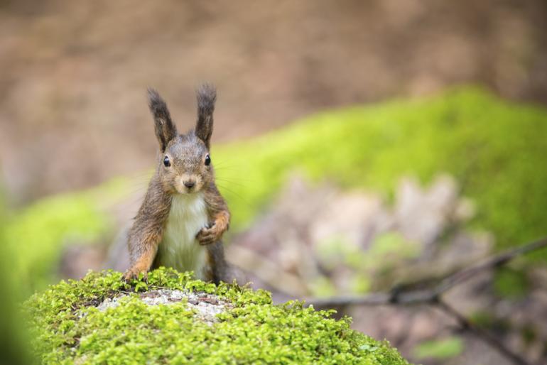 Technische Daten: Canon, 200mm, ISO 200, 1/125s, F/2.8