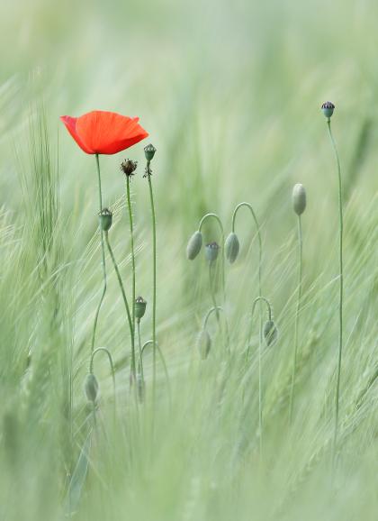 Technische Daten: Canon, 350mm, ISO 100, 1/100s, F/5.6