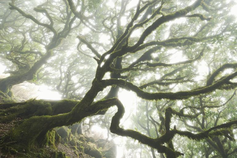 Für die mystische Atmosphäre im Bild wartete der Naturfotograf den perfekte Nebelmoment ab und belichtete die Aufnahme leicht über um die hiesige Stimmung zu verstärken.