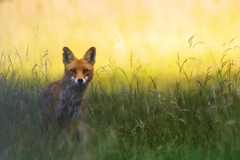 Um den scheuen Fuchs heranzulocken, imitierte Naturfotograf Mäusegeräusche und wartete in sicherer Tarnung und mit großer Brennweite im Einsatz den perfekten Moment zum Auslösen ab.