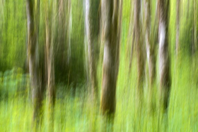 Erschaffen Sie mit verlängerter Belichtungszeit und durch das Bewegen der Kamera beim Auslösen einen malerischen Bildlook. Technische Daten: Nikon D7100 | 70mm | 0,5s | F/22 | ISO 100 