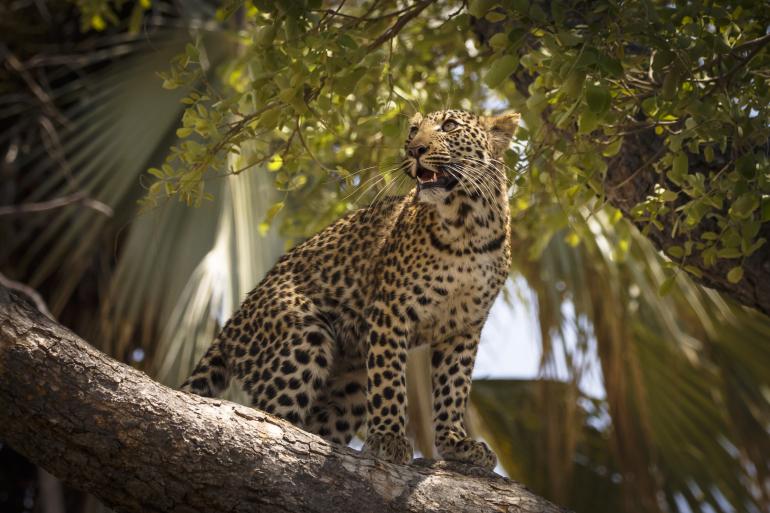 Platz 3: &quot;Posing im Sonnenlicht&quot;, Technische Daten: Canon EOS 5D Mark III | Sigma 5-6,3/150-600 mm | 1/3200 s | F/7,1 | ISO 1600, Username: Matt Engelmann