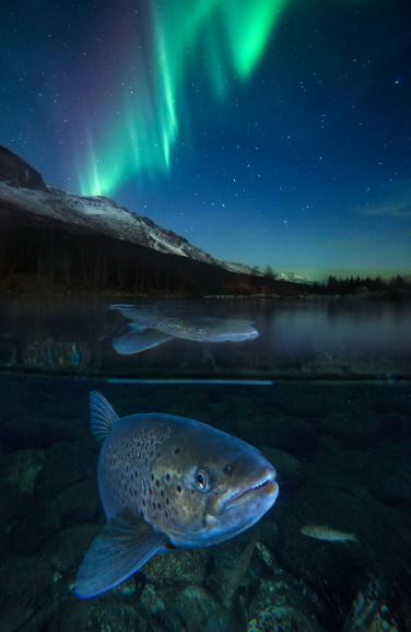 GDT Europäischer Naturfotograf des Jahres