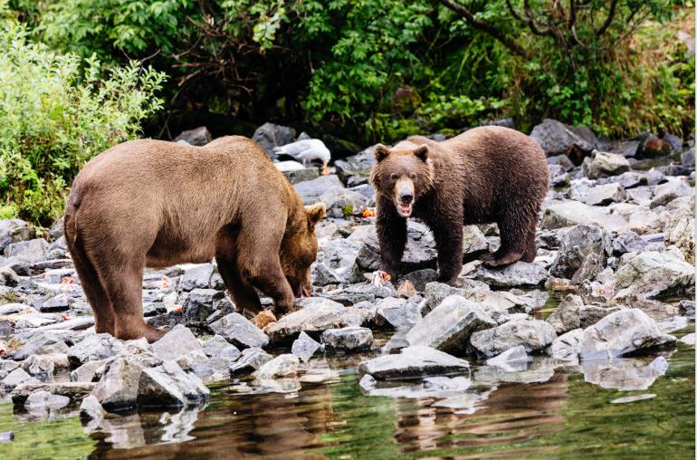 Wo Lachse den Fluss hinaufschwimmen, sind Bären nicht weit entfernt.