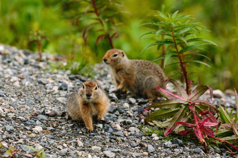 Ein schneller Schnappschuss zweier Arktischer Ziesel – aufgenommen
aus dem Auto. Die Fotografin lichtete die kleinen Nagetiere während einer kurzen Pause am Straßenrand ab.