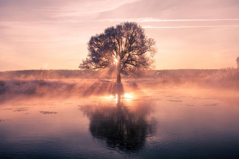 Ganz früh am Morgen glitzert die Sonne besonders schön durch Nebellandschaften und lässt, im Gegenlicht fotografiert, zauberhafte Lichtstrahlen entstehen. 