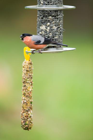 So erzielen sie tolle Vogelaufnahmen an der Futterstelle 