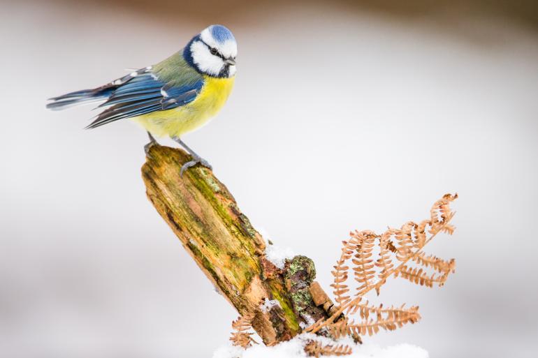 So erzielen sie tolle Vogelaufnahmen an der Futterstelle 