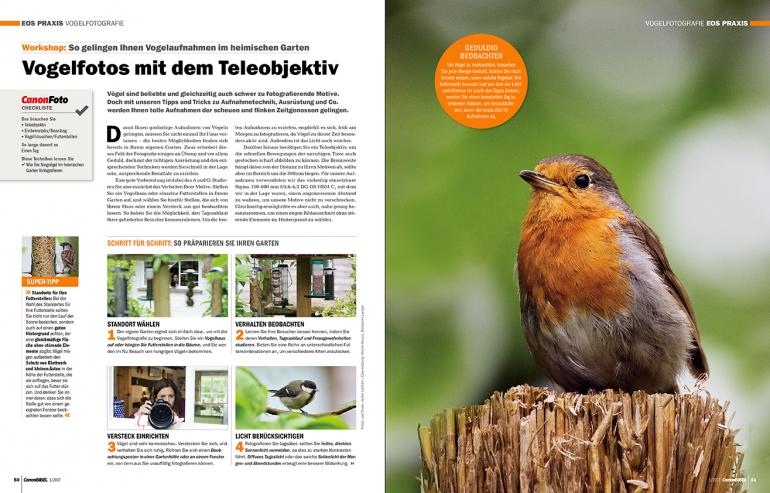 Vogelfotos mit dem Teleobjektiv