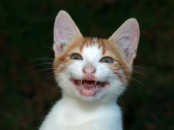 Comedy Pet Photography Awards: Die lustigsten Haustierfotos gewinnen