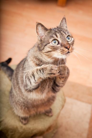 Comedy Pet Photography Awards: Die lustigsten Haustierfotos gewinnen