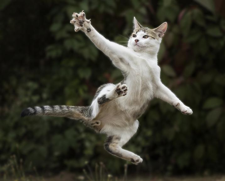 Kung Fu Cat