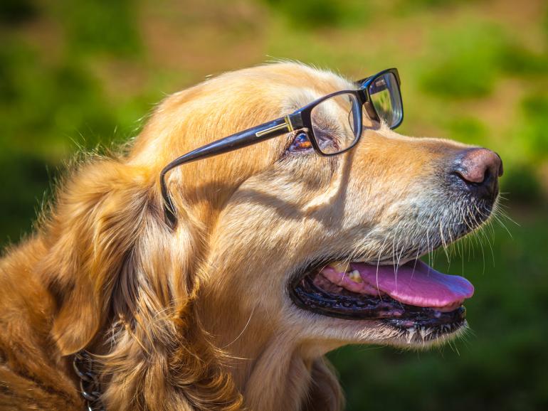 Die Wirtschaft des Golden Retriever