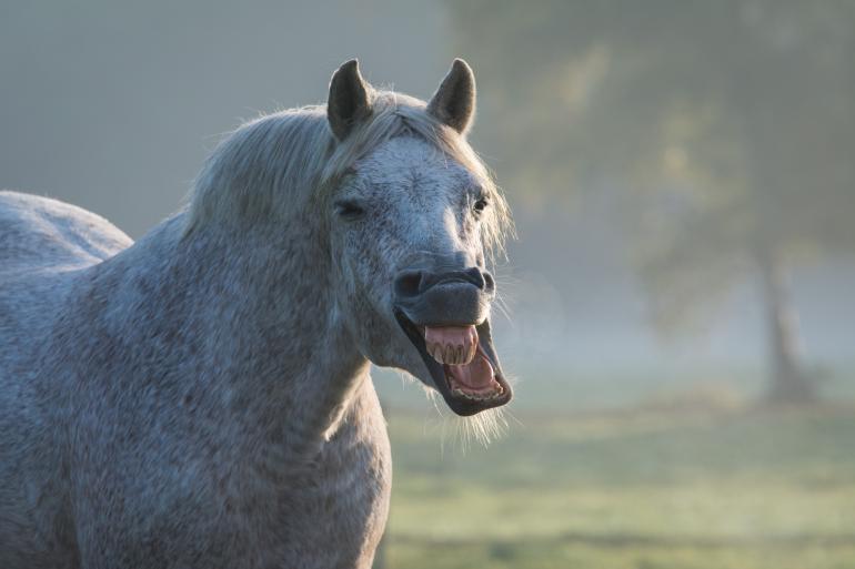 Lachen ist gesund