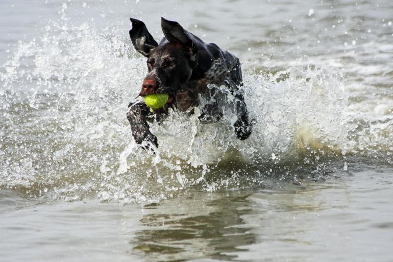 Swim and play with me