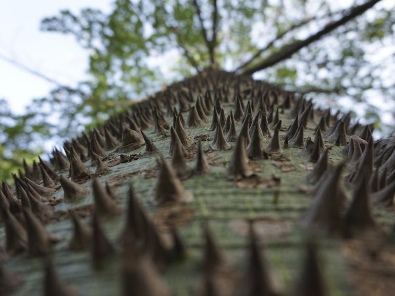 International Garten Photographer of the Year: Die schönsten Gartenfotos aus aller Welt