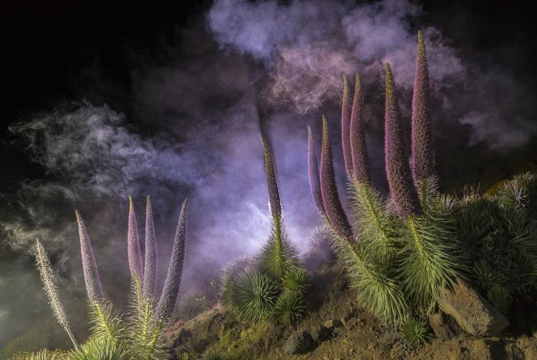 International Garten Photographer of the Year: Die schönsten Gartenfotos aus aller Welt