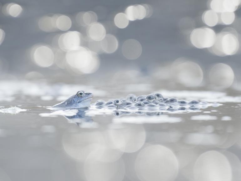 International Garten Photographer of the Year: Die schönsten Gartenfotos aus aller Welt