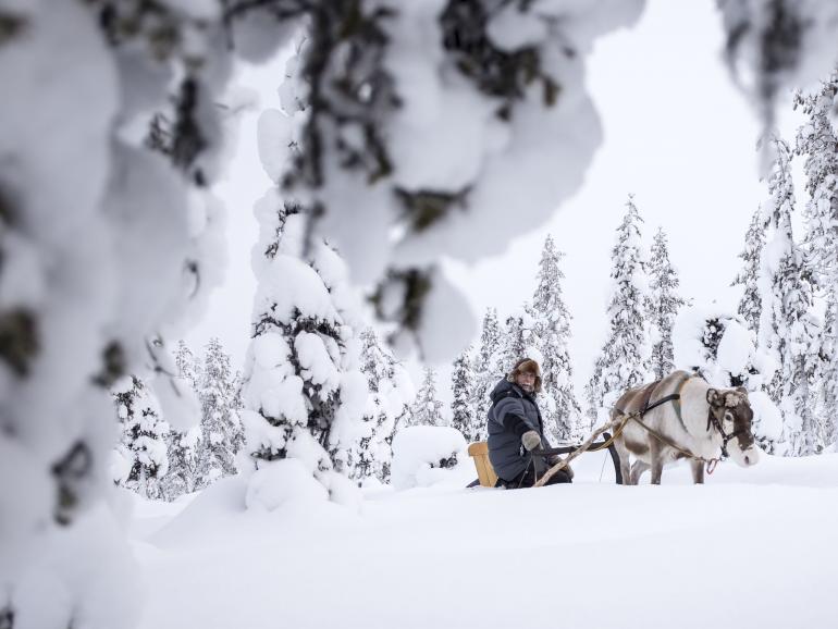 Rentiere als Fotomotive: Vor Ort wurde es den Kursteilnehmern ermöglicht, die Tiere zu fotografieren und mit ihnen eine Runde durch den Schnee zu fahren.